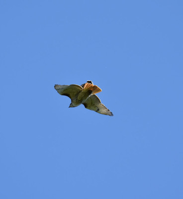Photo of Red Tailed Hawk Pursued k on NaturalCrooksDotCom