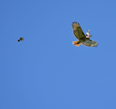 Photo of Red Tailed Hawk and Mysterious Red Spot on NaturalCrooksDotCom