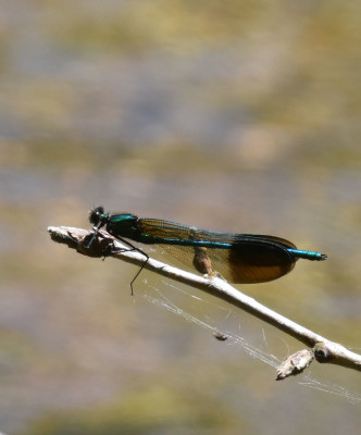 Photo of River Jewelwing On Dead Branch on NaturalCrooksDotCom