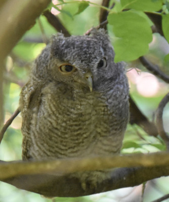Photo of Screech Owl Fledgling Close on NaturalCrooksDotCom