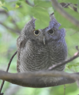 Photo of Screech Owl Fledgling Please on NaturalCrooksDotCom