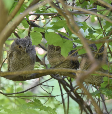 Photo of Screech Owls 3 Fledglings on Branch on NaturalCrooksDotCom