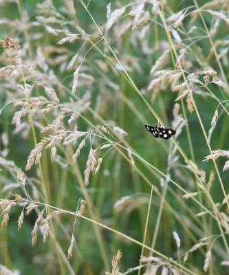 Photo of White Spotted Sable on Grasses on NaturalCrooksDotCom