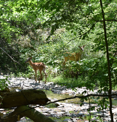 Photo of White Tailed Doe and a Deer Rattray On NaturalCrooksDotCom