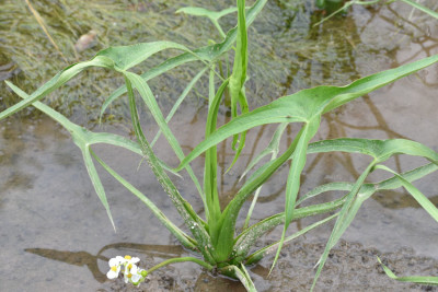 Photo of Arrowhead Blooming On NaturalCrooksDotCom