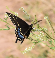 Photo of Black Swallowtail White Sweet Clover on NaturalCrooksDotCom