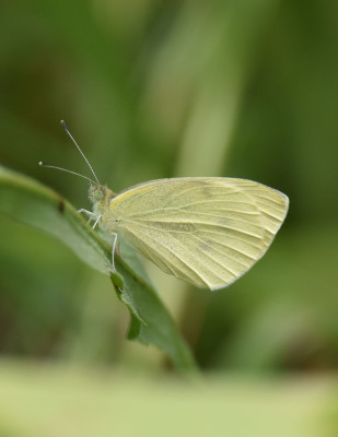 Photo of Cabbage White Butterfly Bronte On NaturalCrooksDotCom