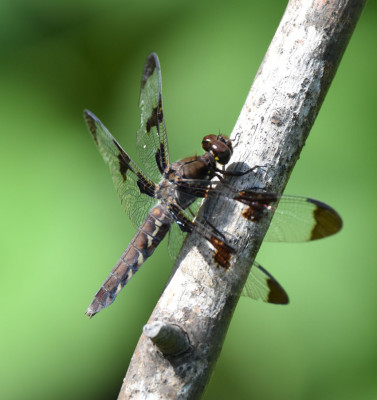 Photo of Common Whitetail Dragonfly Female Bronte on NaturalCrooksDotCom