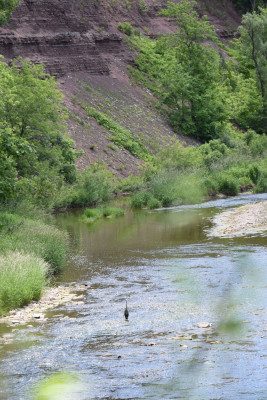 Photo of Great Blue Heron In Sixteen Mile Creek on NaturalCrooksDotCom