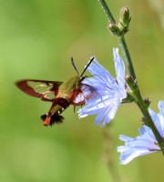 Photo of Hummingbird Clearwing Moth Chicory Bronte Ck PP on NaturalCrooksDotCom