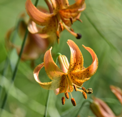 Photo of Michigan or Tiger Lily on NaturalCrooksDotCom