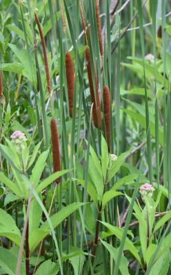Photo of Narrow Leaved Cattail and Joe Pye Weed on NaturalCrooksDotCom