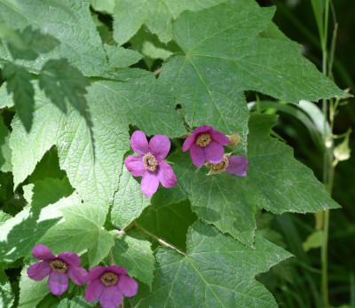 Photo of Purple Flowering Raspberry on NaturalCrooksDotCom