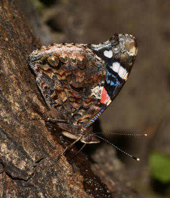 Photo of Red Admiral on Sap Tree Underside of Wings On NaturalCrooksDotCom