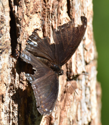 Photo of Red Spotted Purple Very Battered Bronte on NaturalCrooksDotCom