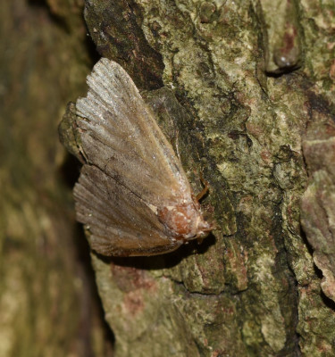 Photo of Sap Tree Small Moth on NaturalCrooksDotCom