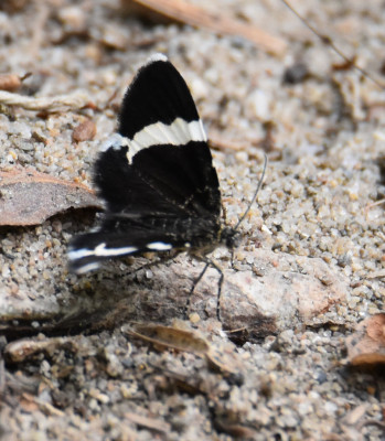 Photo of White Striped Black Moth Landed on Sand on NaturalCrooksDotCom