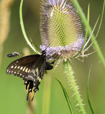 Photo of Black Swallowtail on Teasel with Bee Behind on NaturalCrooksDotCom