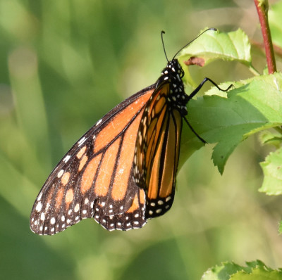Photo of Monarch Rattray August 5 on NaturalCrooksDotCom