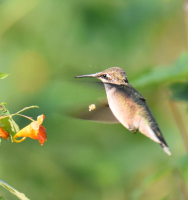 Photo of Ruby Throated Hummingbird Backing Out Jewelweed On NaturalCrooksDotCom