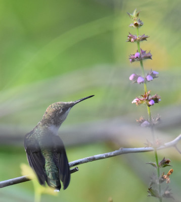 Photo of Ruby Throated Hummingbird Juvenile Male Perched On NaturalCrooksDotCom