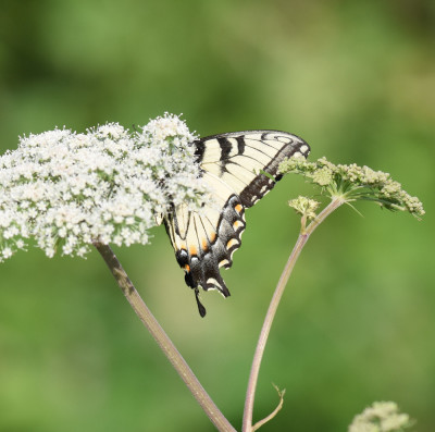 Photo of Tiger Swallowtail on Cow Parsnip on NaturalCrooksDotCom