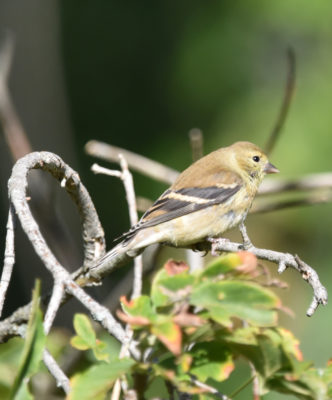 Photo of American Goldfinch Rattray Sept on naturalcrooksdotcom