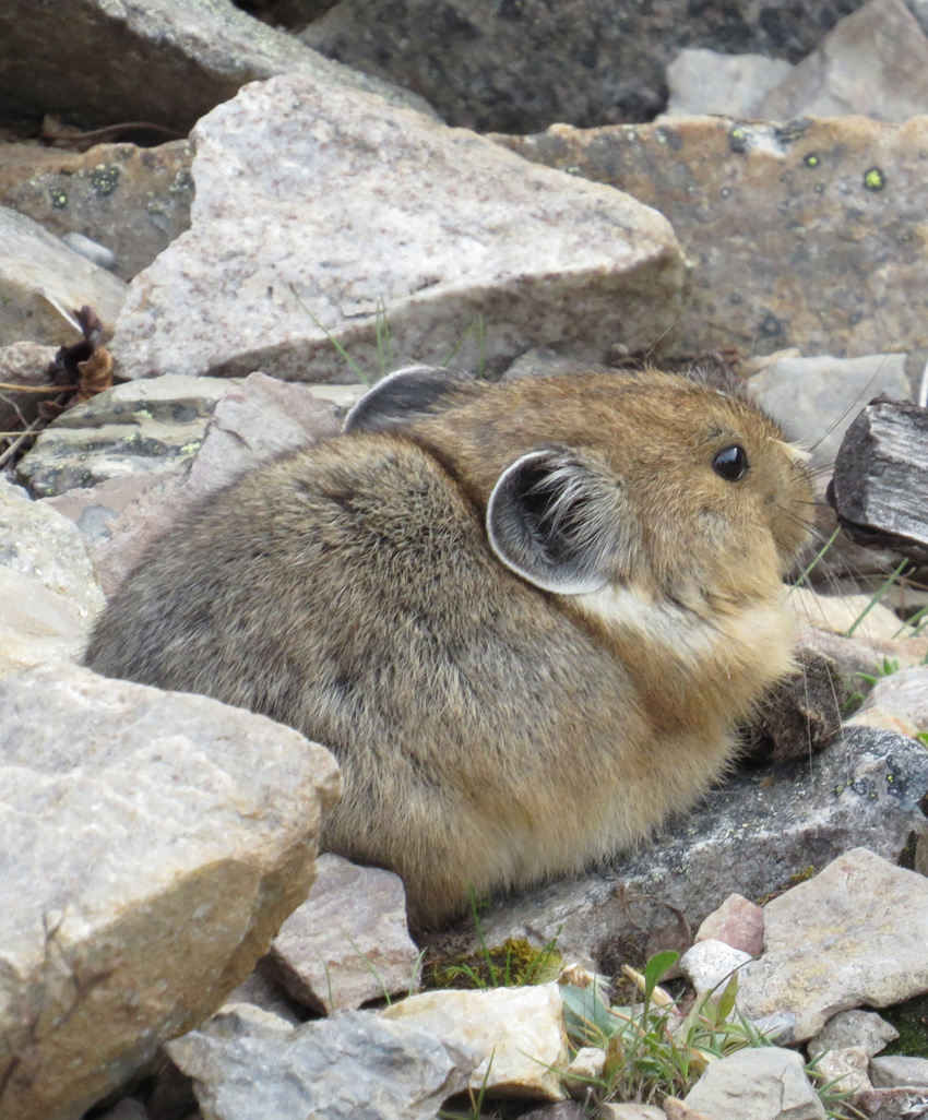 Pika – Chew! Our Encounter With Pikas at Moraine Lake, Banff National Park,  in the Canadian Rockies | Natural Crooks Ramblings