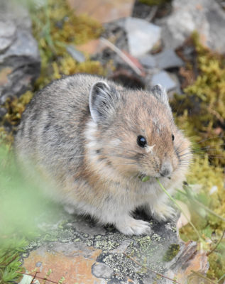 Photo of American Pika Seed on Whiskers on naturalcrooksdotcom
