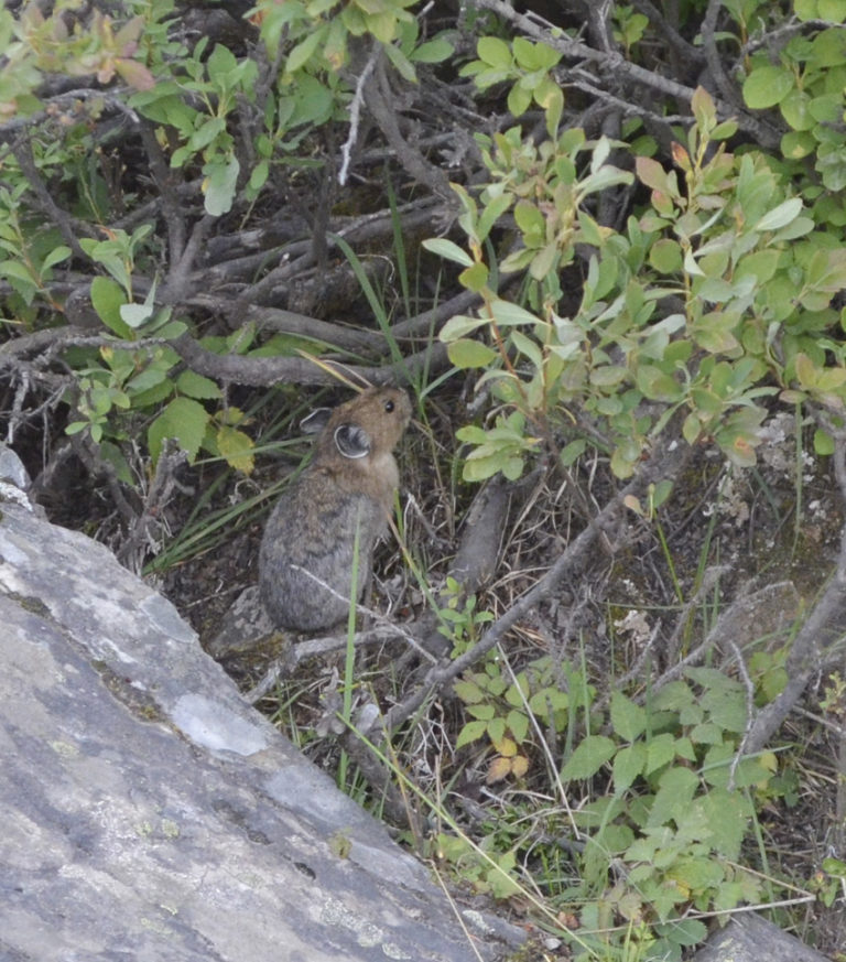 timberleaf pika timberleaf pika