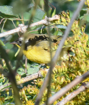 Photo of Common Yellowthroat Male Rattray Sept On naturalcrooksdotcom