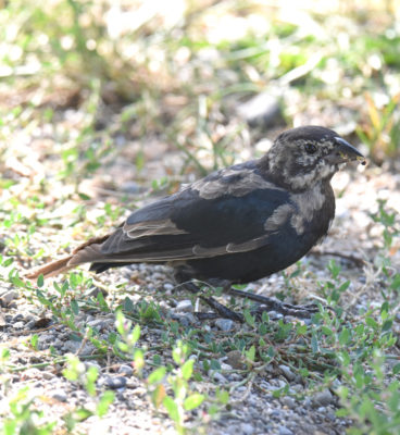 Photo of Cowbird Juvenile Jack Darling Sept on naturalcrooksdotcom