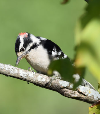 Photo of Downy Woodpecker Male Rattray Sept on naturalcrooksdotcom
