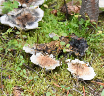 Photo of Flat Fungi Peyto Lake on naturalcrooksdotcom