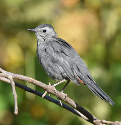 Photo of Grey Catbird Rattray Sept on naturalcrooksdotcom