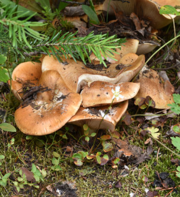 Photo of Lush Brown Fungi Peyto Lake on naturalcrooksdotcom