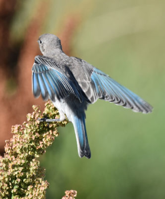 Photo of Mountain Bluebird Wings Spread Horseshoe Canyon on NaturalCrooksDotCom