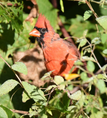 Photo of Northern Cardinal Male Rattray Sept on naturalcrooksdotcom