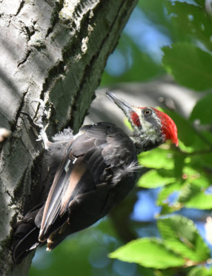 Photo of Pileated Woodpecker Male Rattray Sept on naturalcrooksdotcom