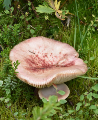 Photo of Pink Fungi Peyto Lake on naturalcrooksdotcom