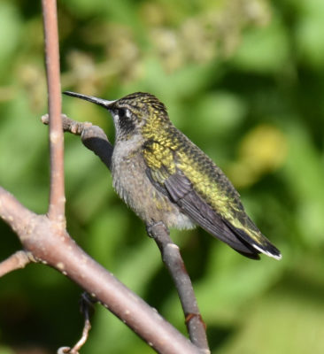 Photo of Ruby-throated Hummingbird Rattray Sept on naturalcrooksdotcom