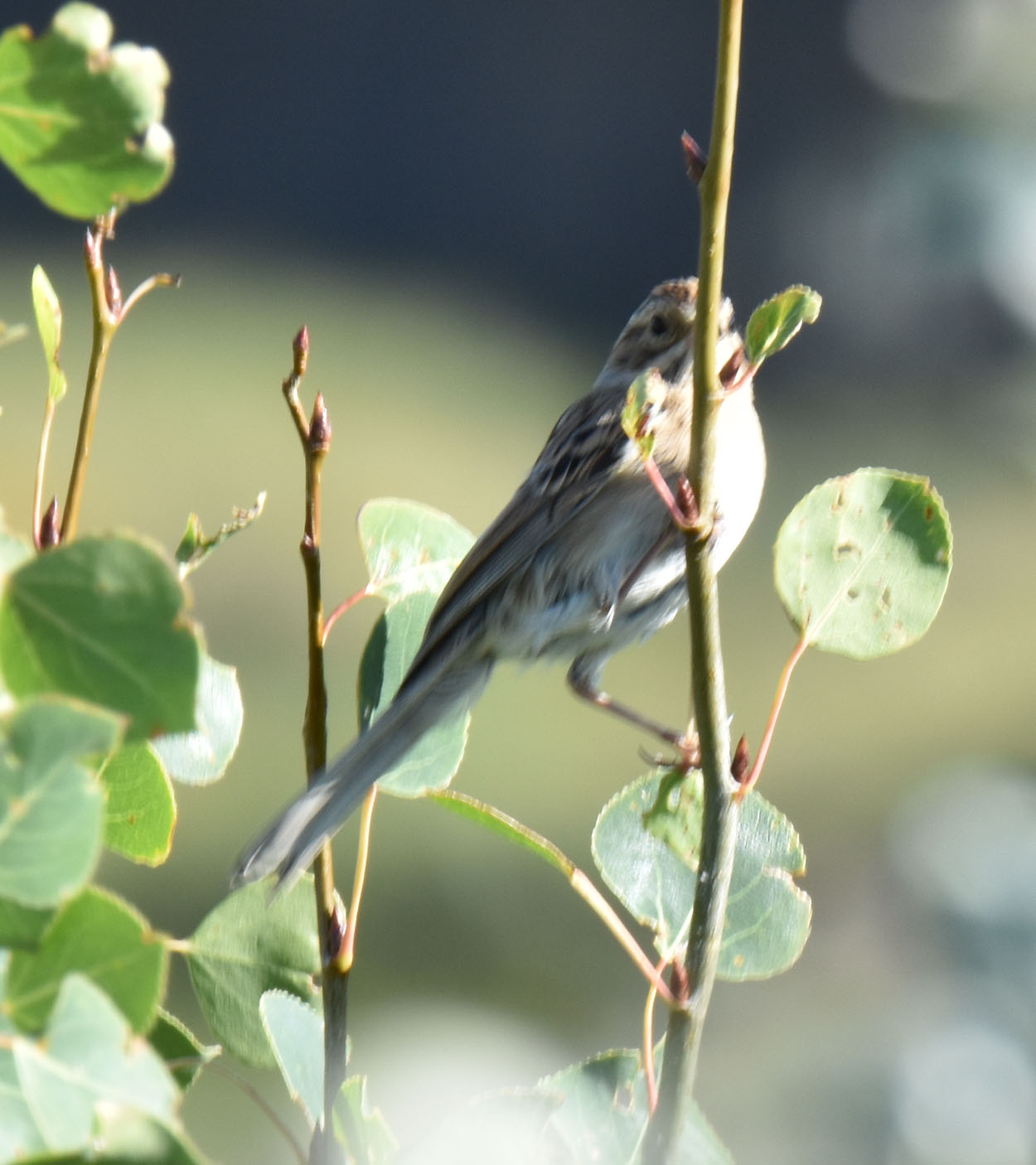 Horseshoe Canyon In The Alberta Badlands Hosts Mountain Bluebirds And