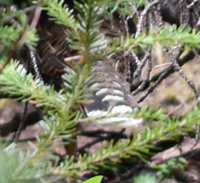 Photo of Spruce Grouse Tail Feathers Peyto Lake on naturalcrooksdotcom