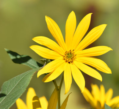 Photo of sunflower possibly Jerusalem Artichoke on naturalcrooksdotcom