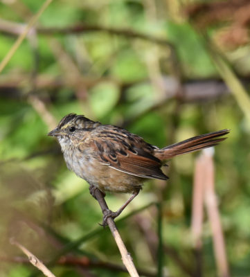 Photo of Swamp Sparrow Immature Rattray Sept on naturalcrooksdotcom