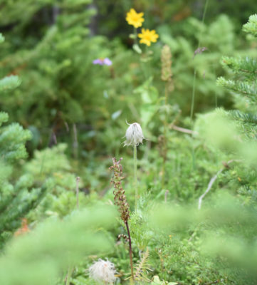 Photo of Western Pasque Flower Seedheads and Others Peyto Lake on naturalcrooksdotcom