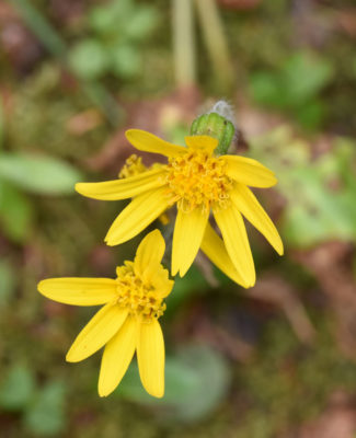 Photo of Wildflower Like Arnica Peyto Lake on naturalcrooksdotcom