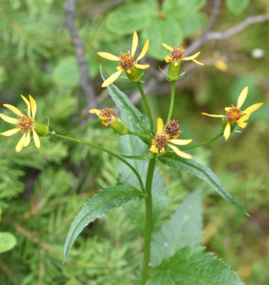 Photo of Wildflower Like Ragwort or Arnica Peyto Lake on naturalcrooksdotcom