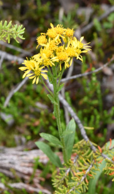 Photo of Wildflower Yellow Long Leaves Peyto Lake on naturalcrooksdotcom