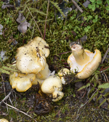 Photo of Yellow Fungi Peyto Lake on naturalcrooksdotcom